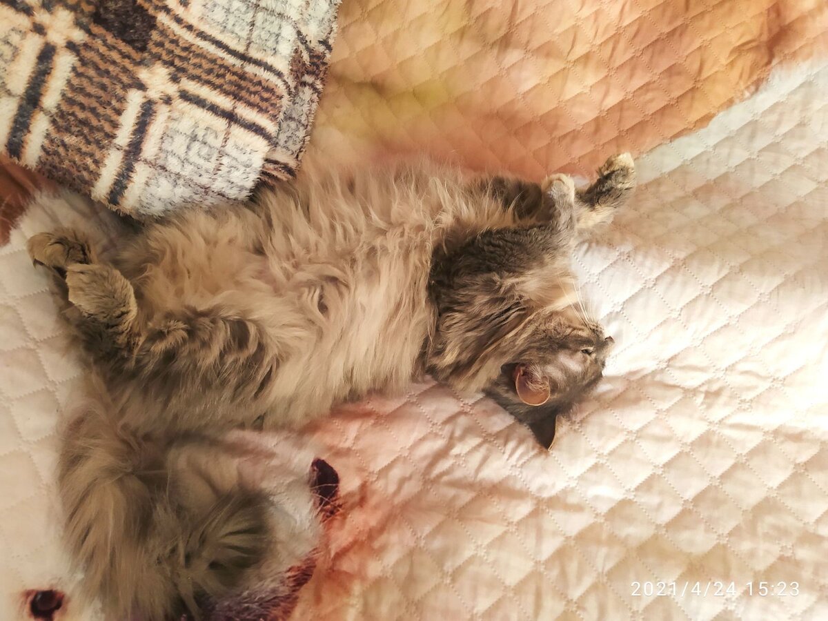 Маняха спит сиесту, а мы перенимаем у неё опыт