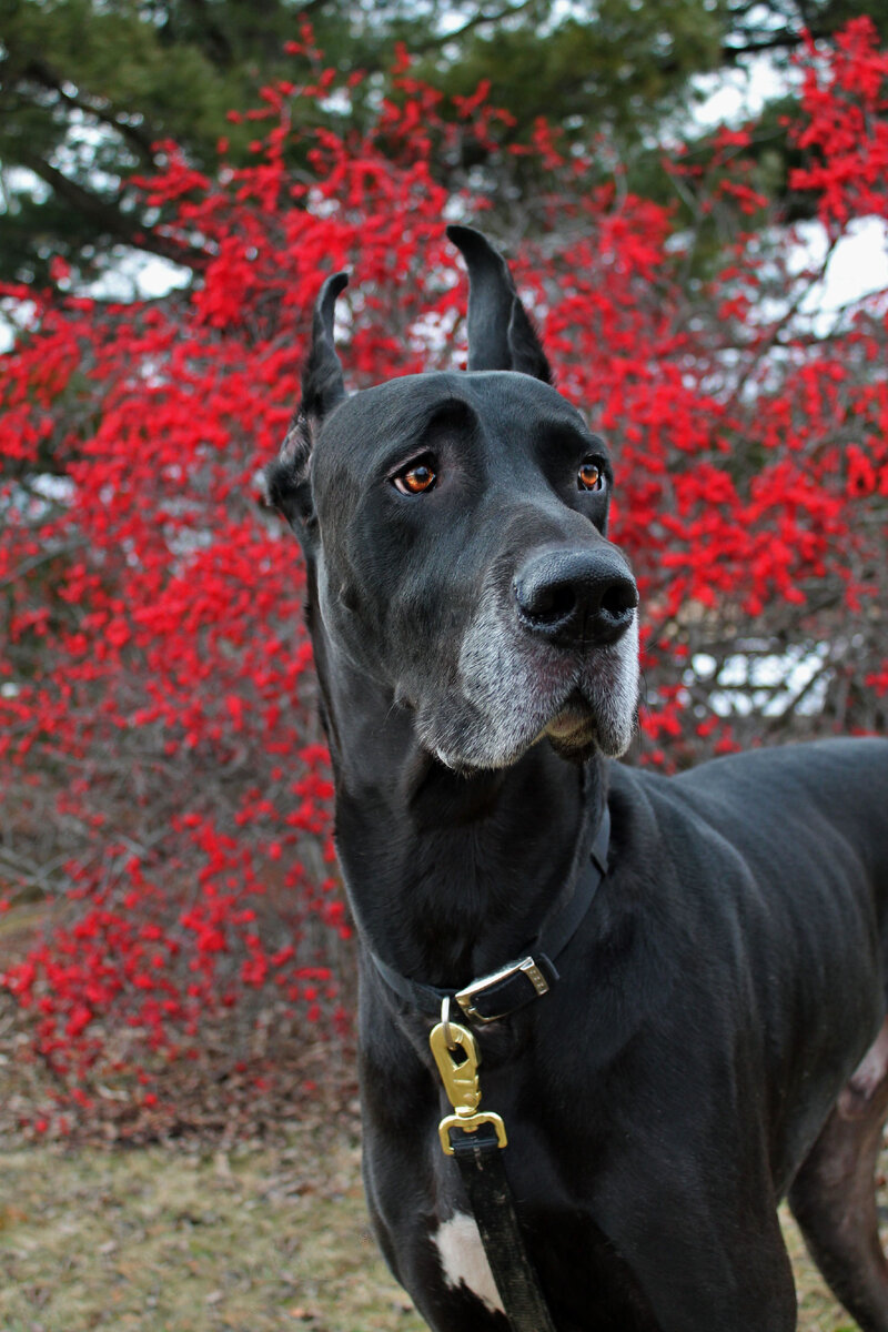 Great dane собака. Порода собак Королевский дог. Дог Королевский чистокровный. Датский дог датский дог датский. Королевский немецкий дог.