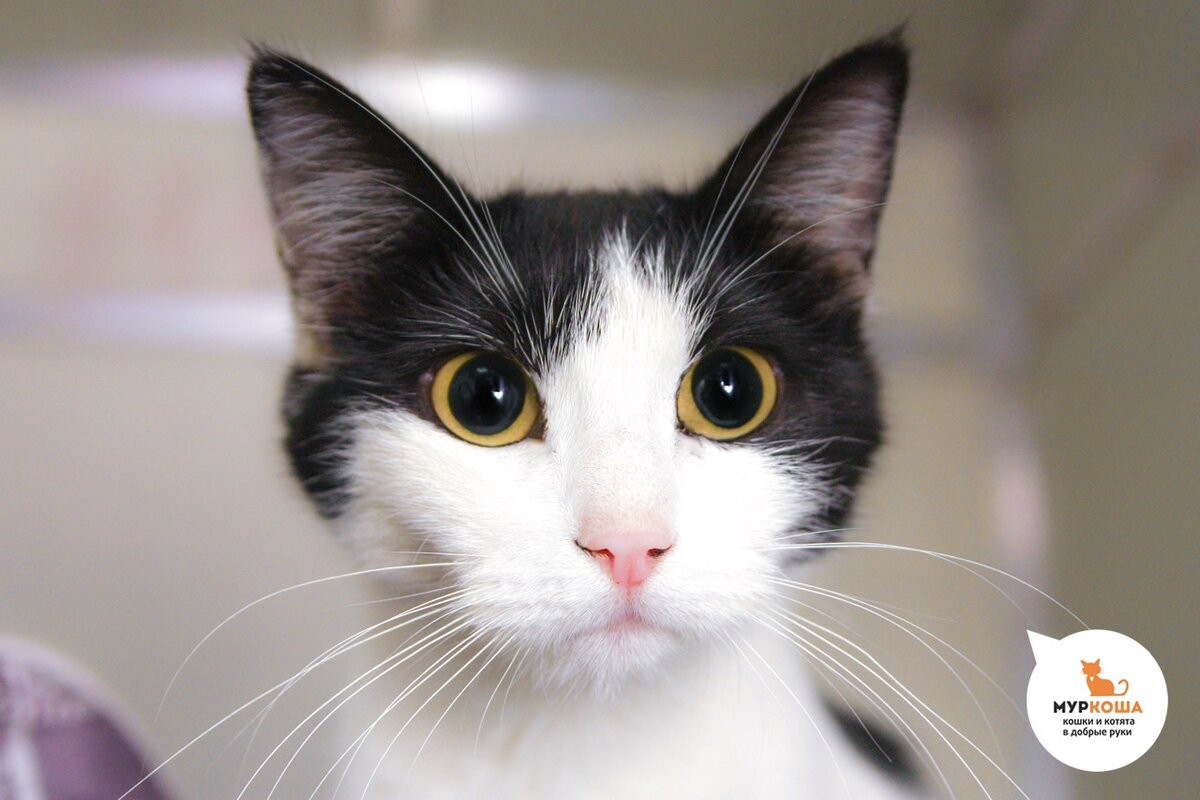 Рэмбо очень ласковая.