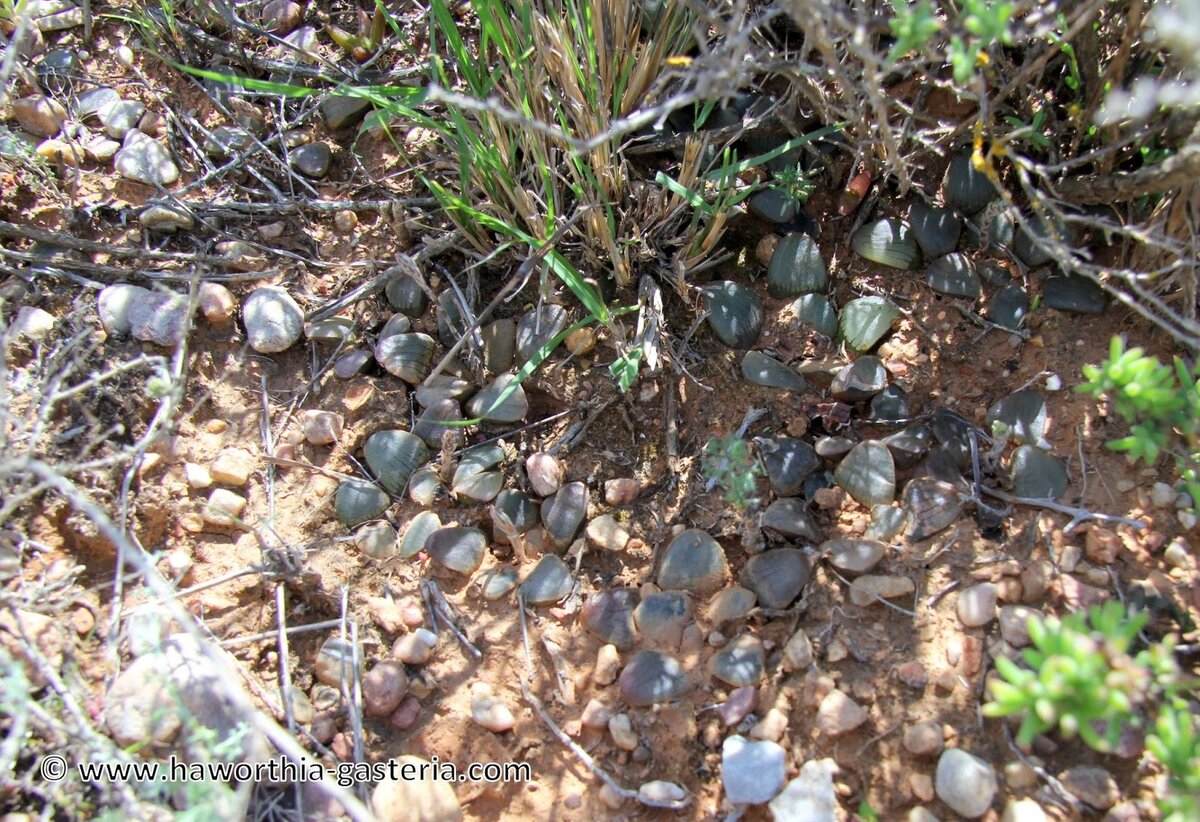 Фото: haworthia-gasteria.blogspot.com