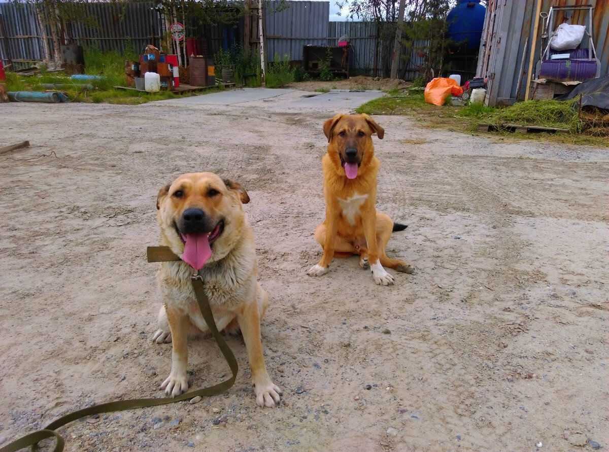 Линда (3 года 9 мес.) и Вилли ( 8 мес.)