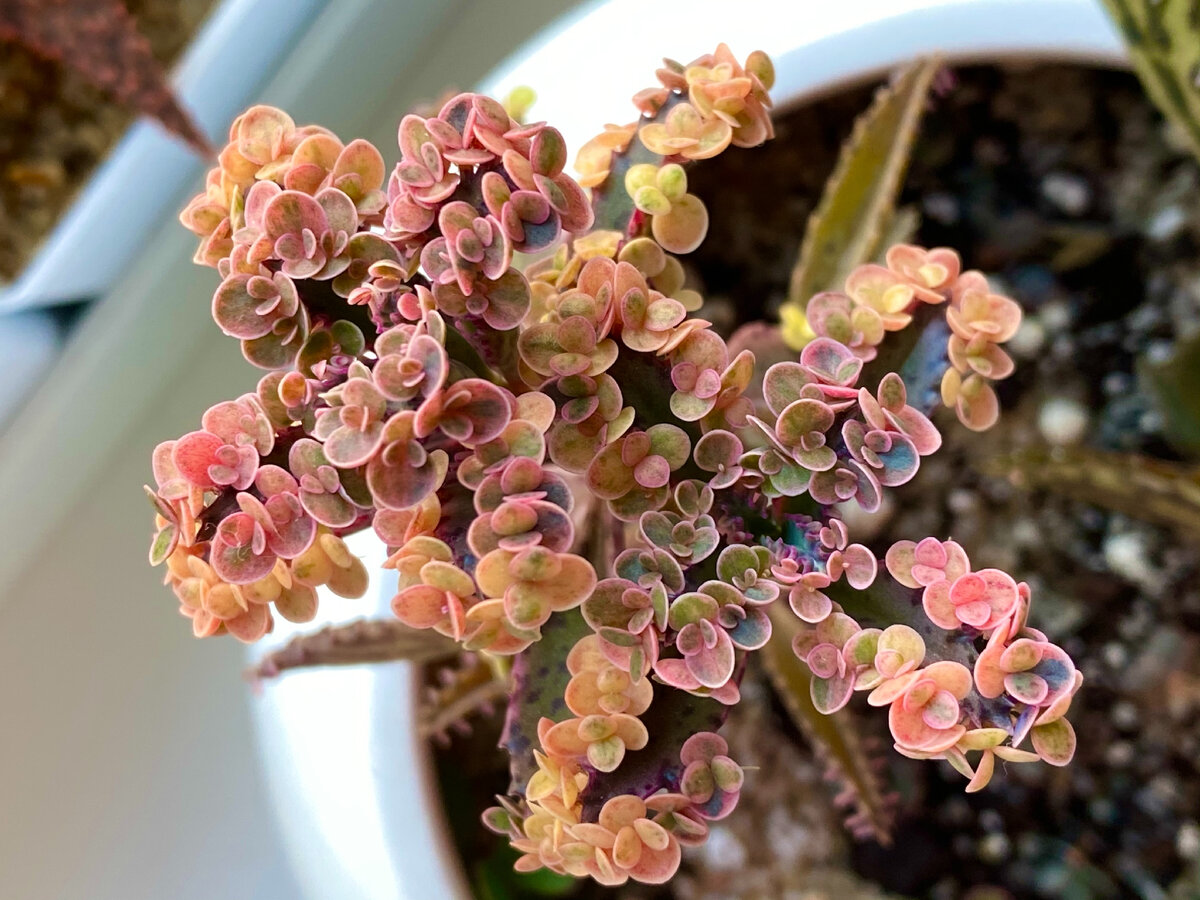 Бриофиллум Pink butterflies 