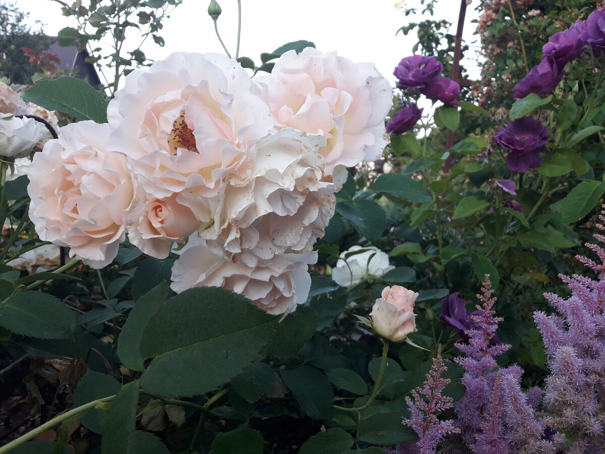 Рококо, фото автора