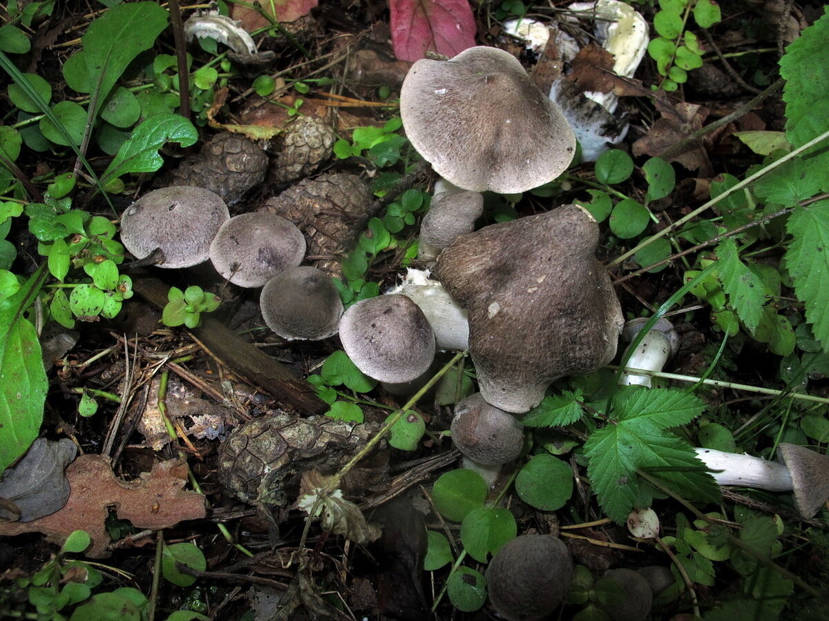 Мыши и летом - мыши (фото Наталии Детиновой)