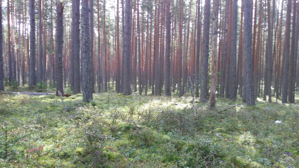 Просто лес. фото автора 