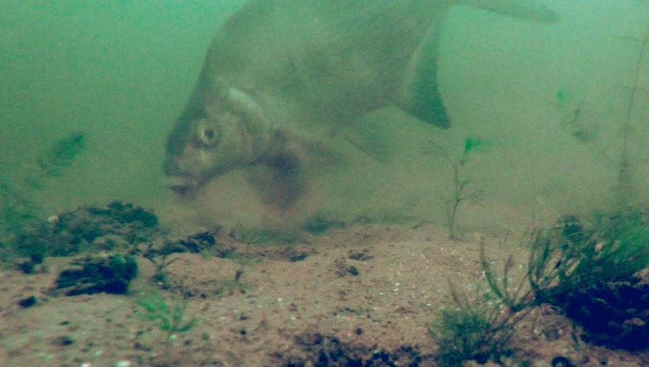 Лещ на дне водоёма.