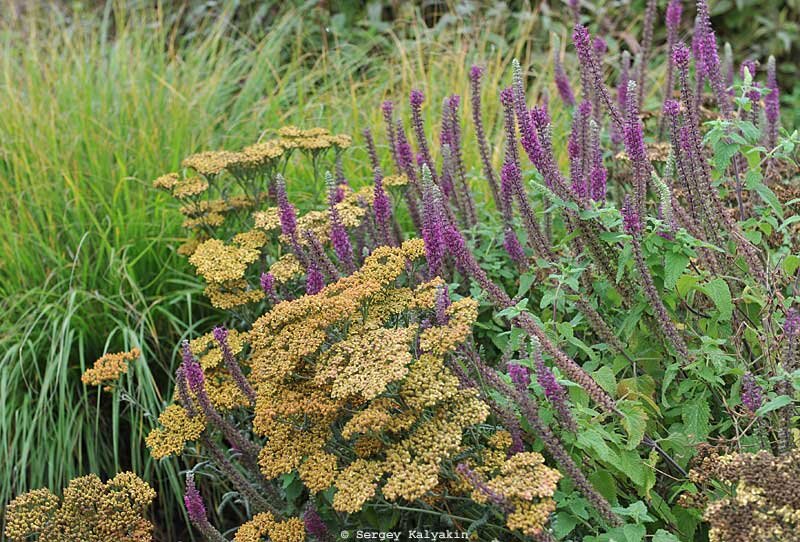Дубровник гирканский
