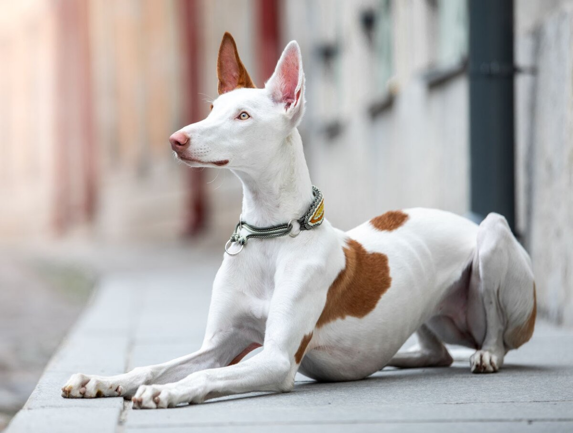 Собака породы Поденко ибиценко (ивисская борзая) на белом фоне