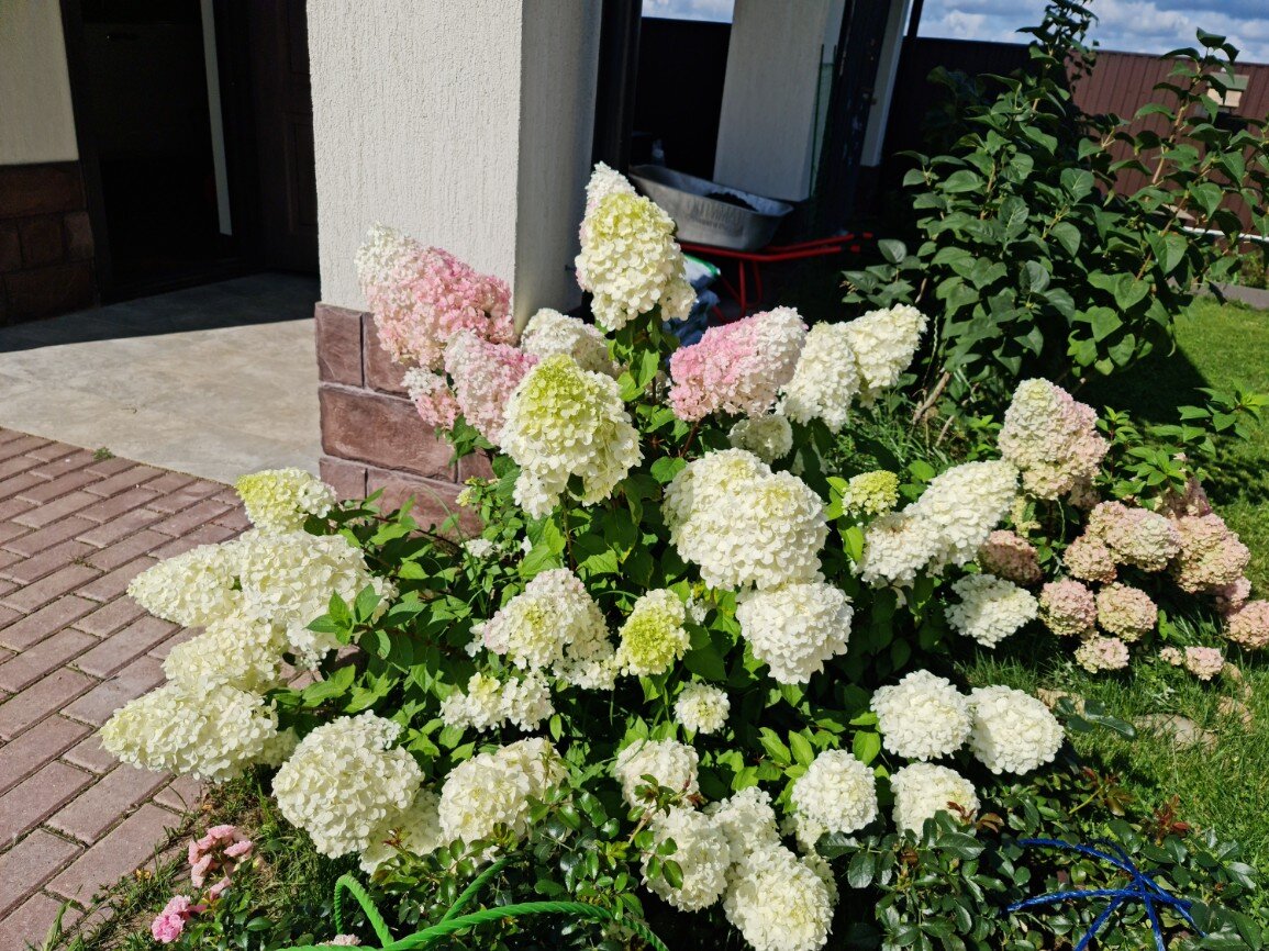 Сад Тамары. Лаймлайт и Ванилла Фрейз.