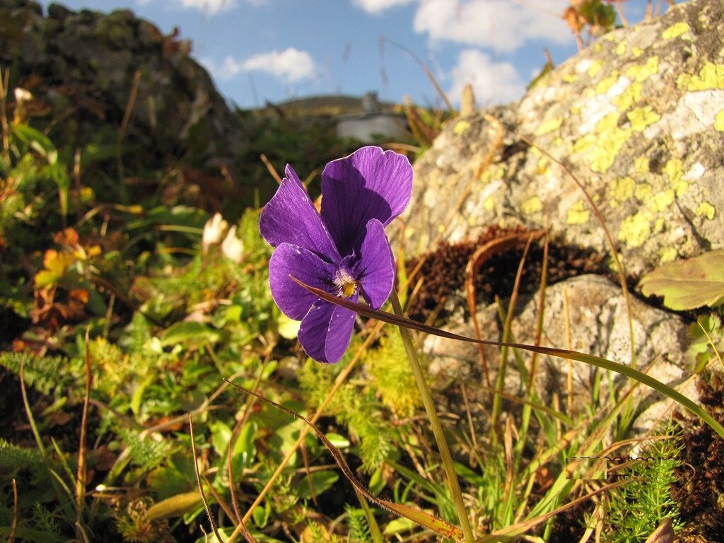 Фиалка вершины гор фото