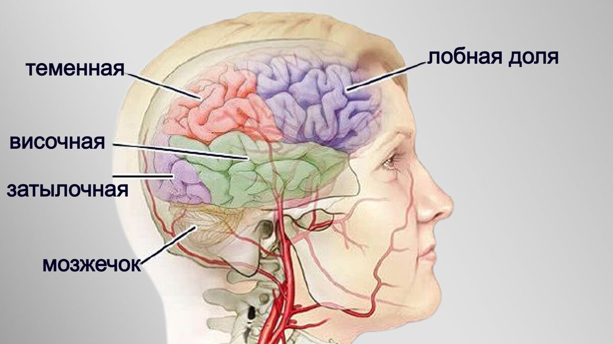 5 простых упражнений для улучшения памяти и работы мозга, которые можно  сделать перед сном | Книга рецептов молодости | Дзен