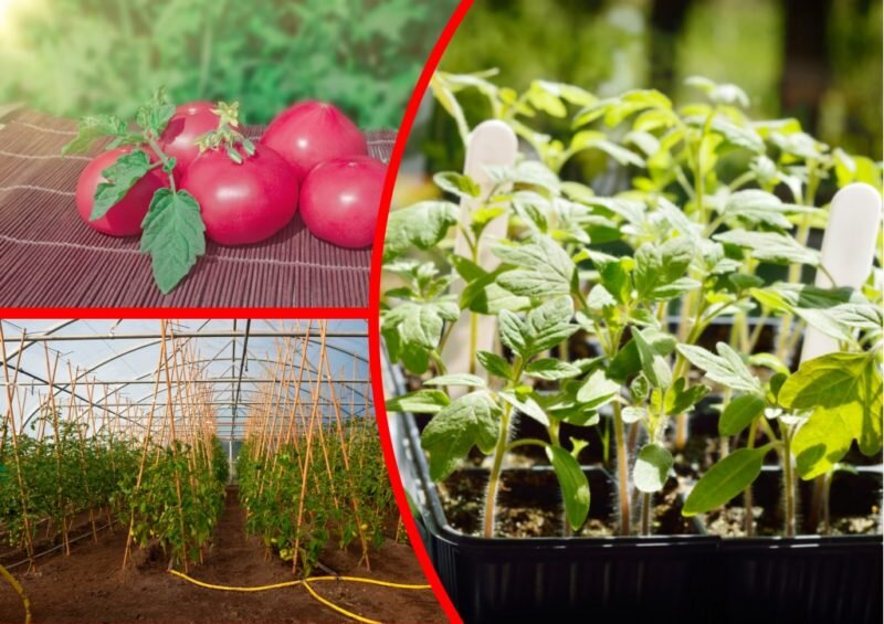 Томат Пандароза