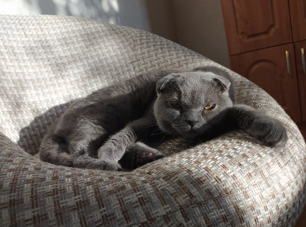 Кошка1