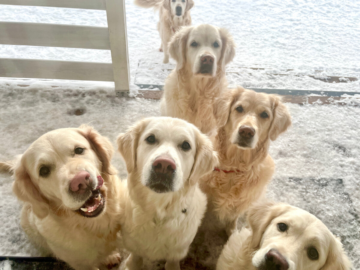 Наша золотая стая в ожидании завтрака после утренней прогулки.