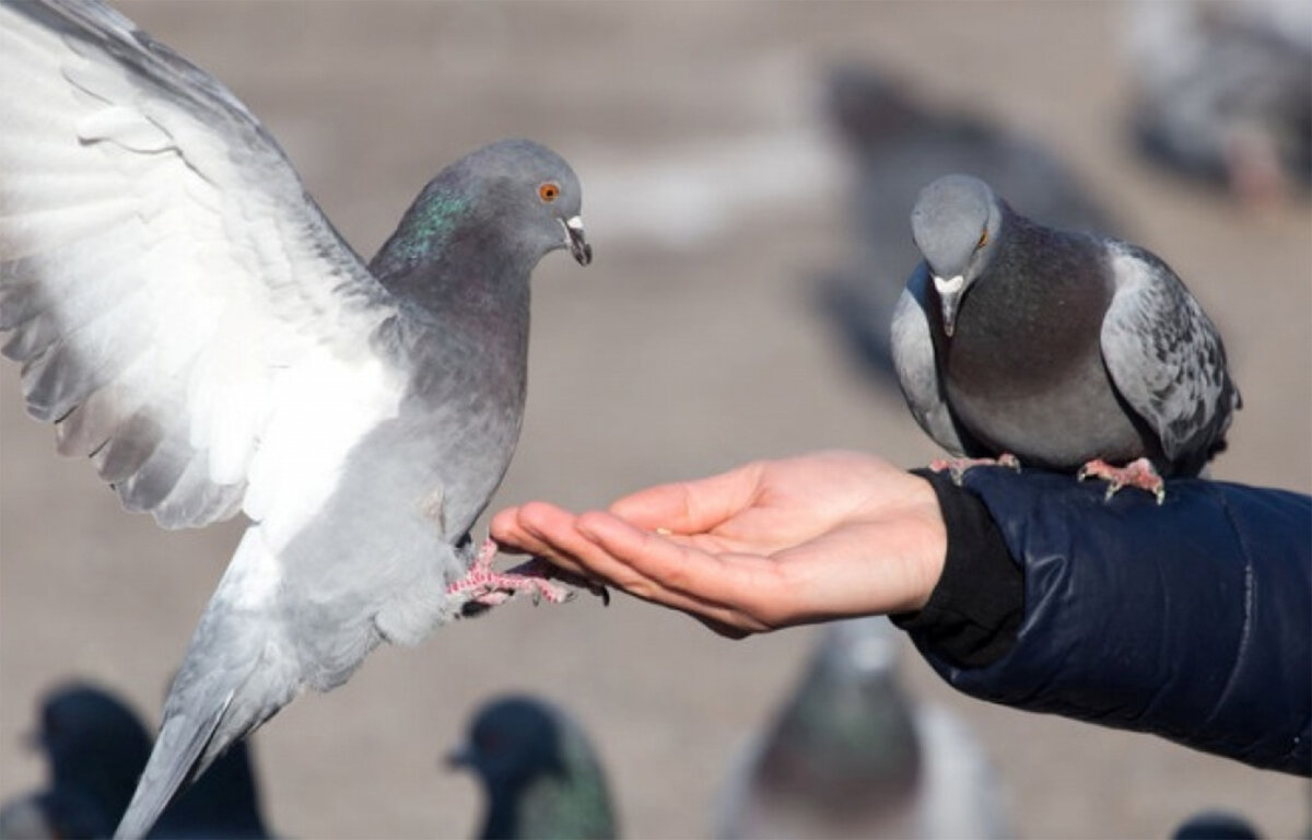 Сонник голубь