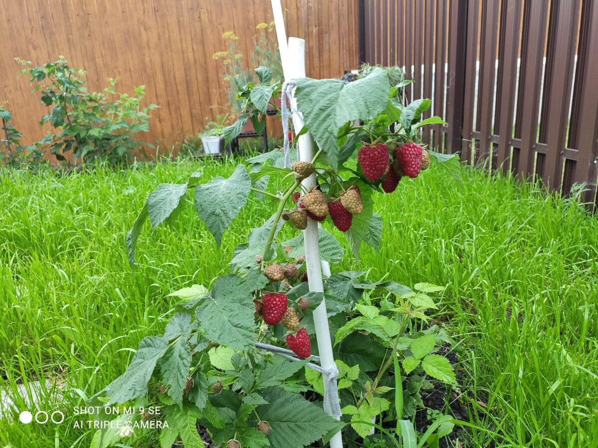 Эта малина покрупнее чем в лесу собирали