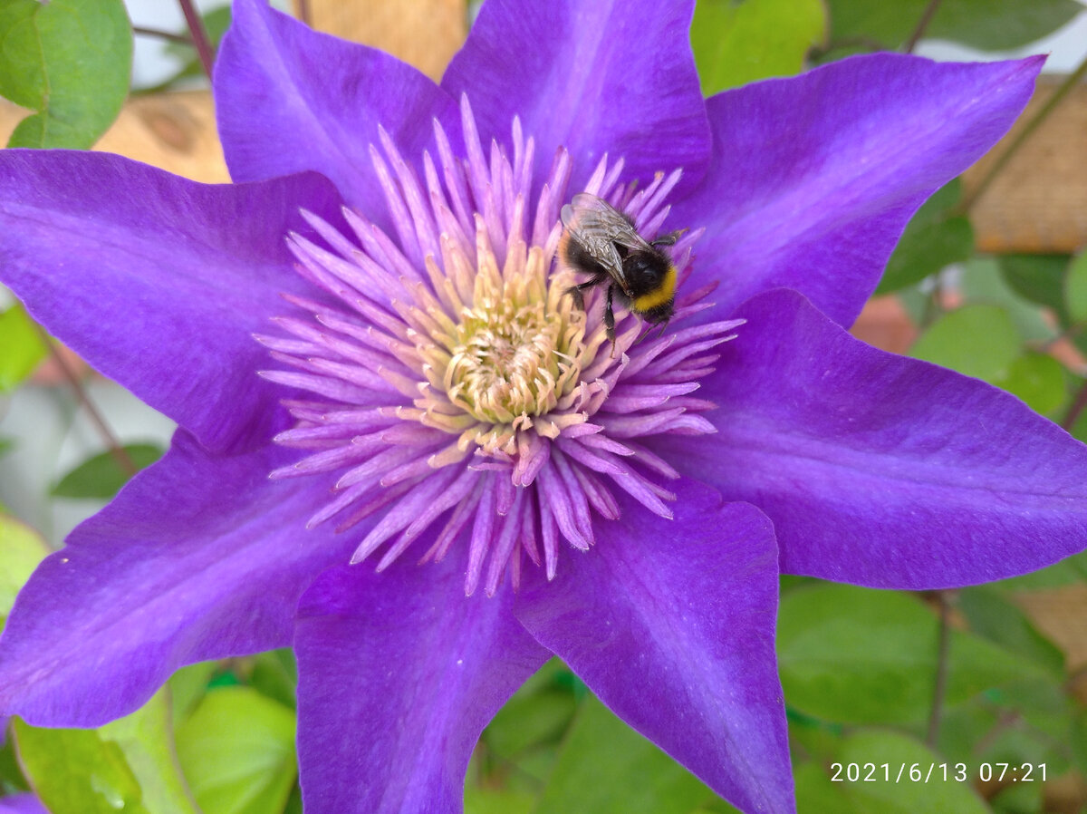 Цвет и форма цветка