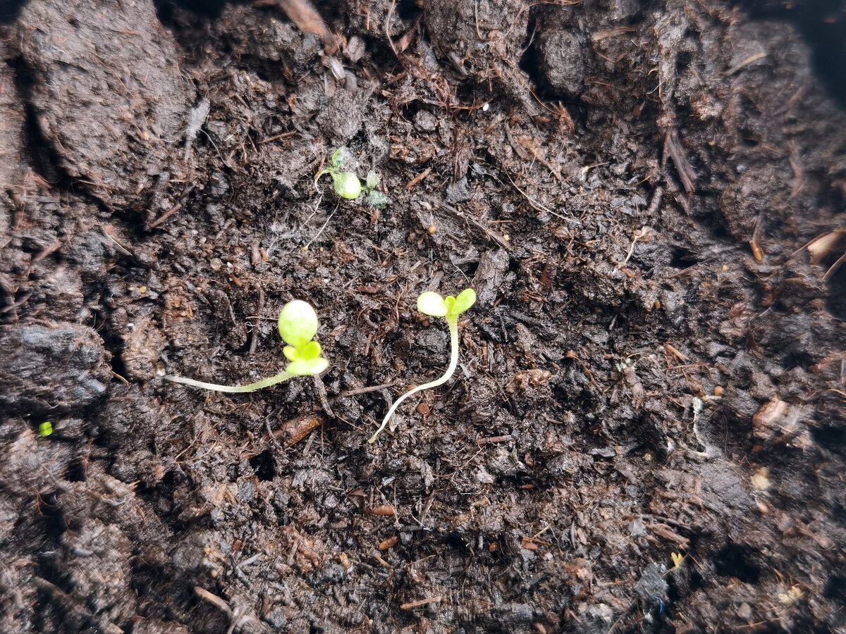 Всходы петунии