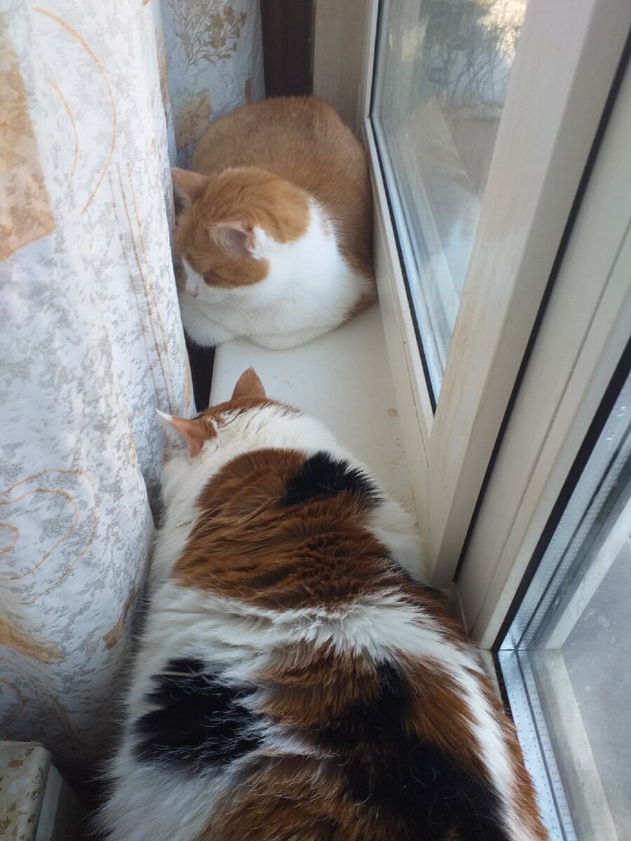 © ВСЕ ОТТЕНКИ КОШАЧЬЕГО. Кот Лев и кошка Кейси в ожидании корма! 