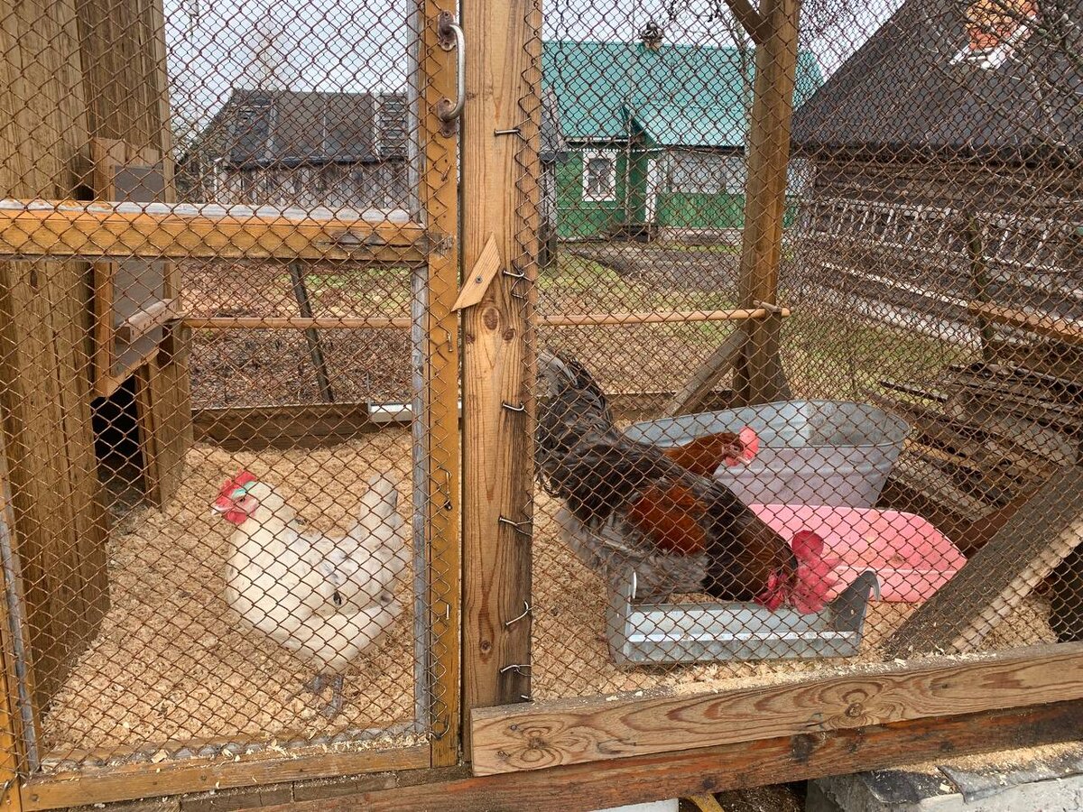 Петух и его цыпочки 