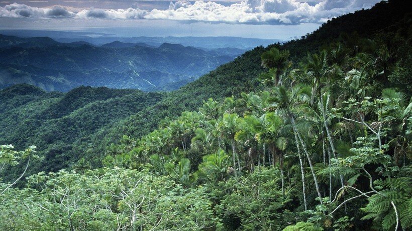 Тропический лес | Настя Асессорова | Дзен
