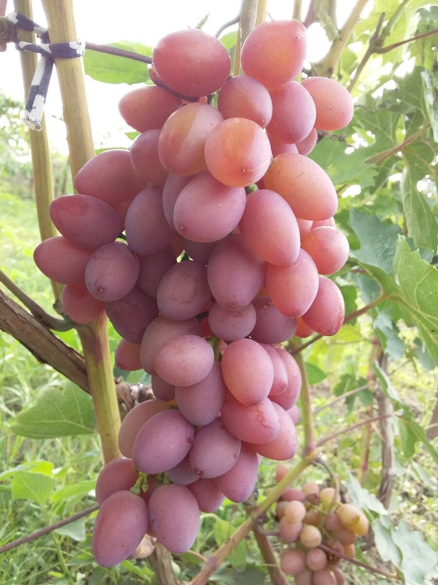 Подарок Украине, малоурожаен, зато очень ранний.