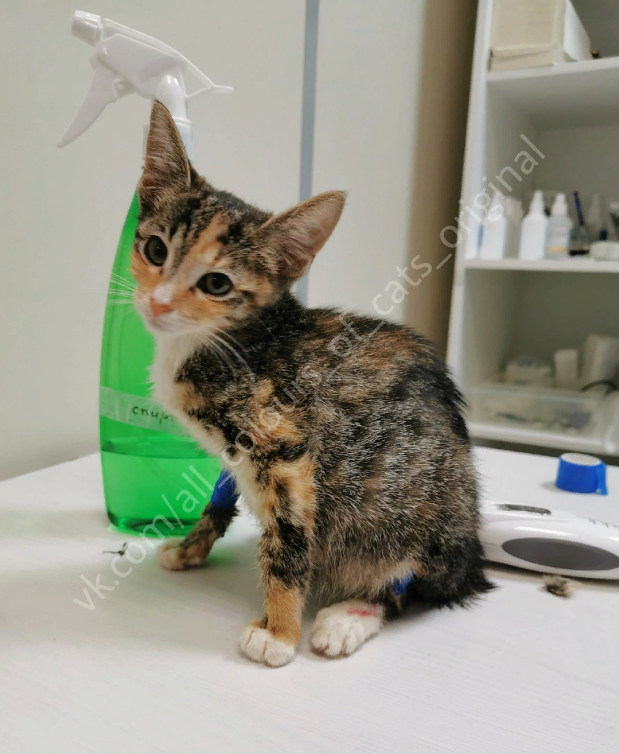 © ВСЕ ОТТЕНКИ КОШАЧЬЕГО. Веснушка на приеме у терапевта.