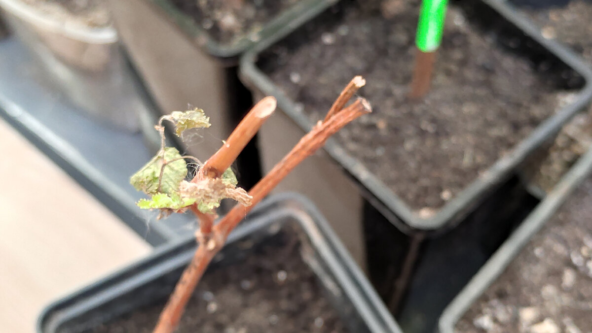 На фотографии не очень хорошо видно, найти удобный ракурс пока не получается, но вот фрагменты зелени - это как раз побуждающаяся почка. 