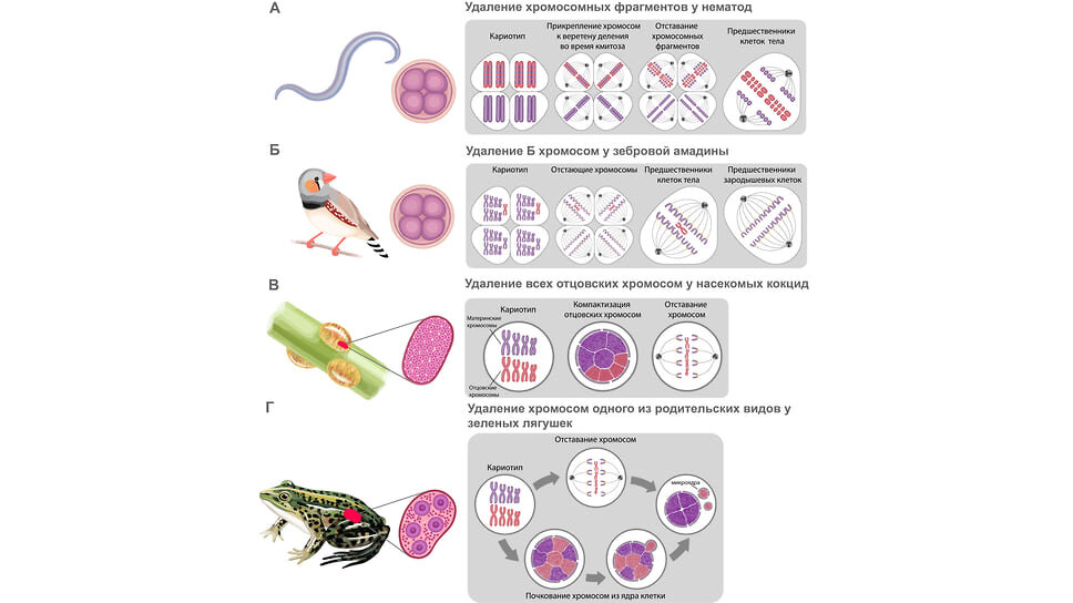 Разнообразие способов удаления генетической информации на примере различных организмов. А. Удаление хромосомных фрагментов из предшественников клеток тела у нематод. Б. Удаление Б-хромосом из предшественников клеток тела у зебровой амадины. В. Удаление всех отцовских хромосом у насекомого, кокцида. Г. Удаление всех хромосом одного из родительских видов у межвидовых гибридов зеленых лягушек