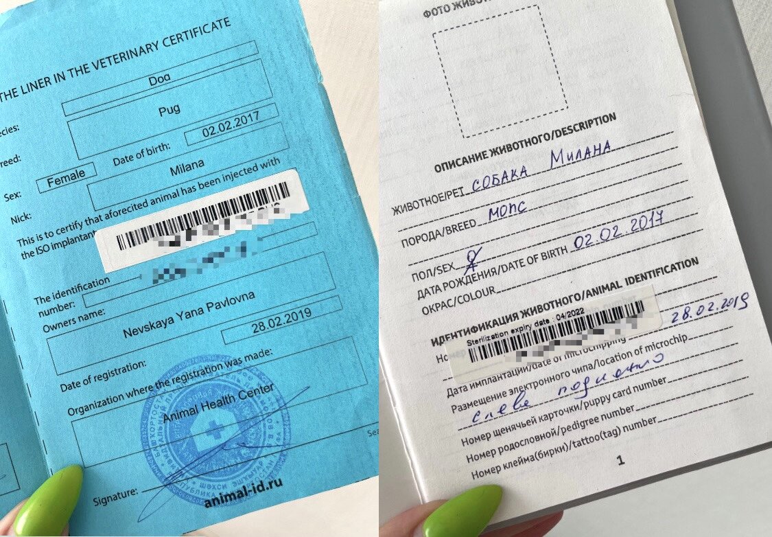 Вкладыш о чипировании, месте размещения чипа и специальная наклейка. Паспорт Милки