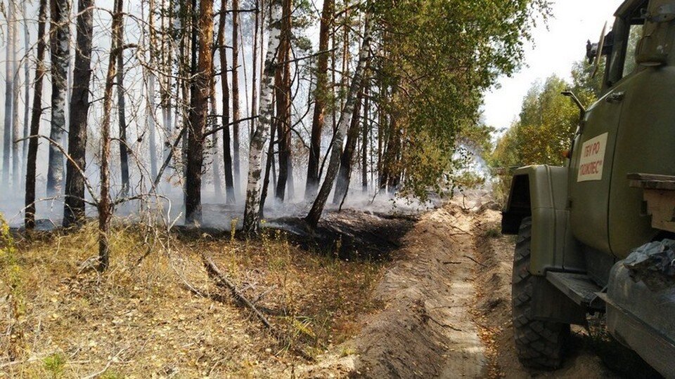     Лесной пожар в Кадомском районе в августе 2022 года. Фото: издательство "Пресса".