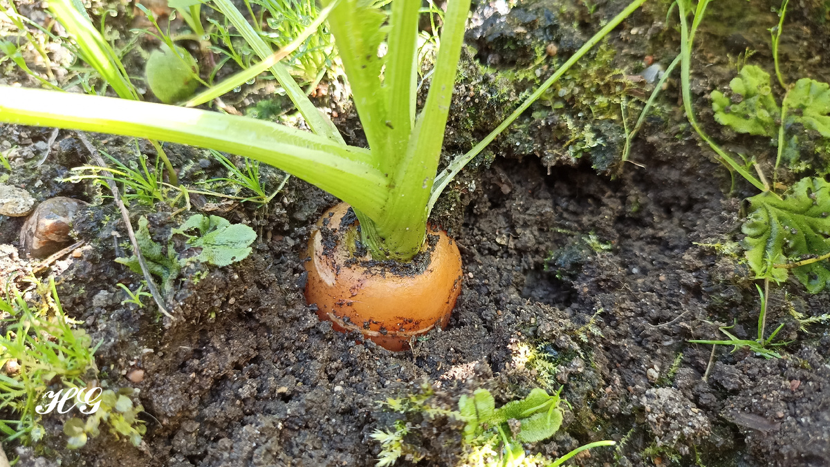 Довольно хорошая морковь
