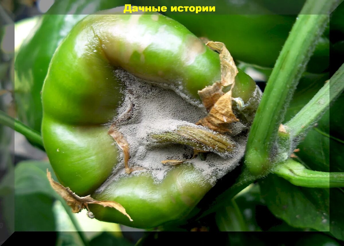 https://vk.com/photo-159774511_457255547