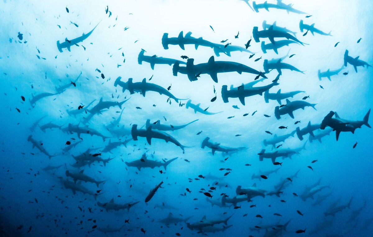 Акулы-молоты. Из открытых источников