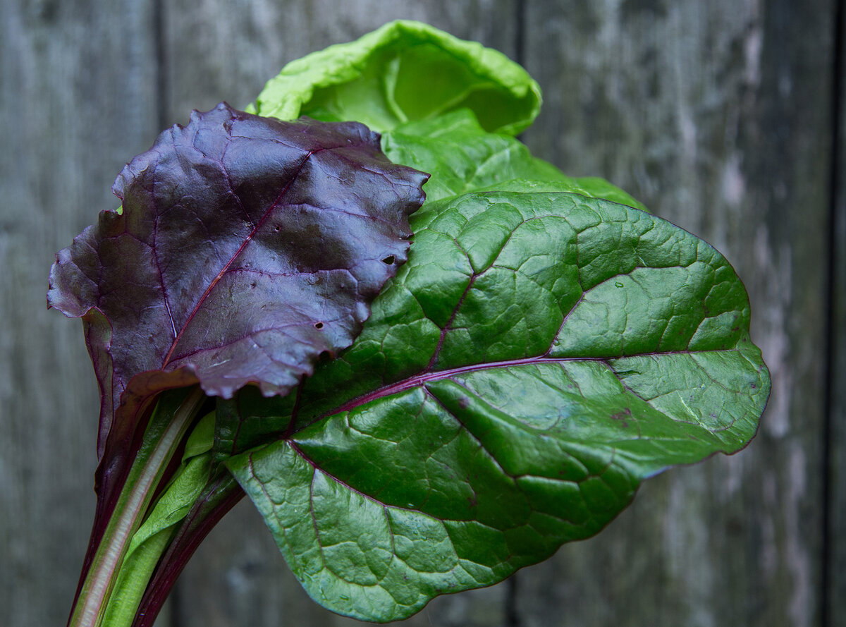 Растения - наше всё