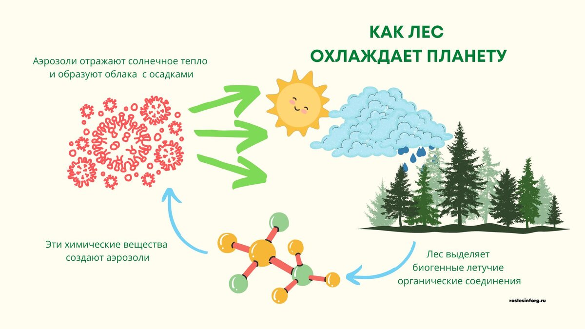 Деревья поглощают углекислый газ