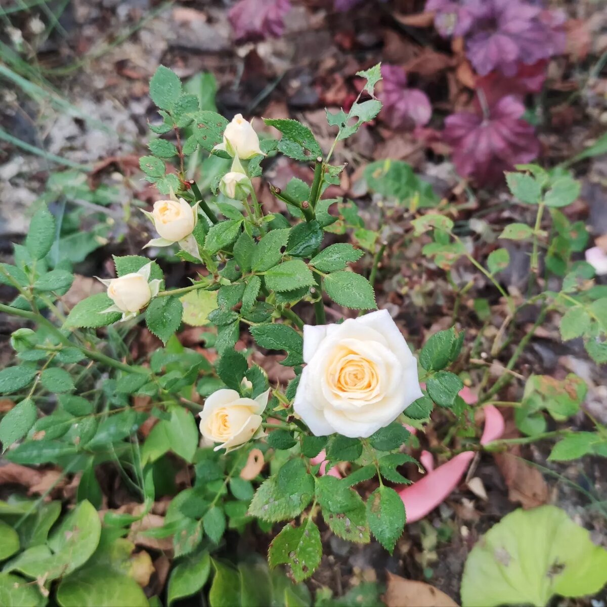 Ее высота - сантиметров 15. Еще есть бутоны, можно наслаждаться по сей день.