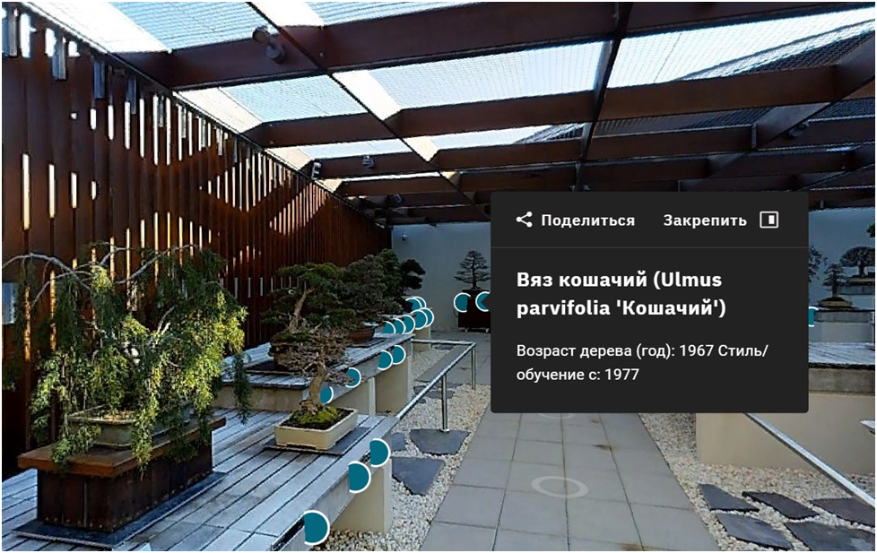 Стоп-кадр виртуального тура по по Национальной коллекции бонсай и пэньцзин Австралии. 2016 г.