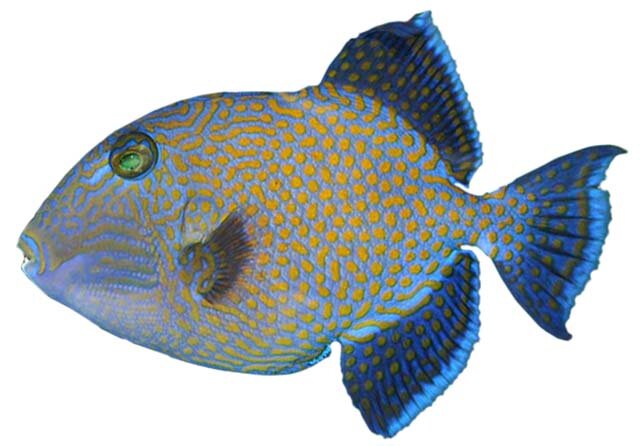 Pseudobalistes fuscus