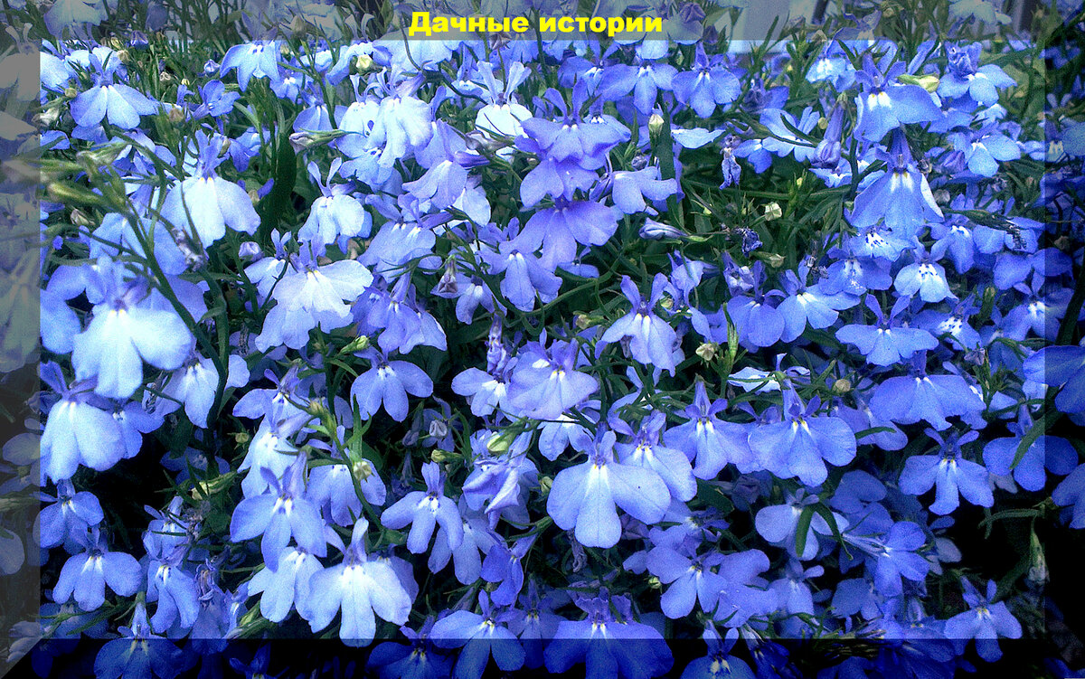 https://vk.com/photo-159774511_457258877. Лобелия "Примадонна"