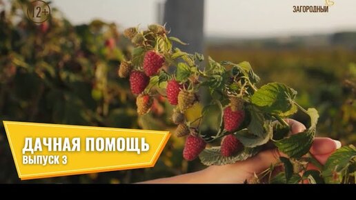 сад и огород. сад и огород. дачная помощь. пенсионеры на дачном участке. садовник в огороде.