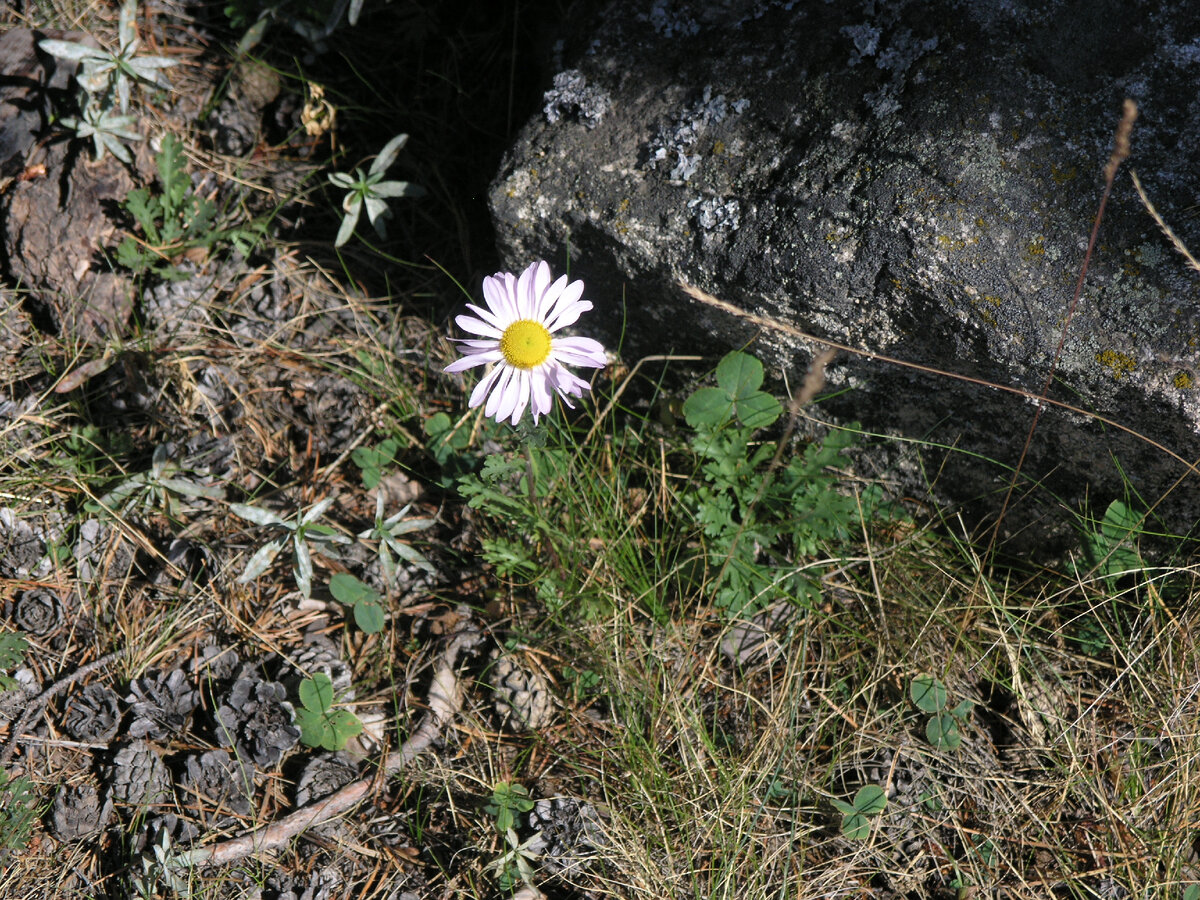 Выглядывает)) Фото не наших мест, но делала я)