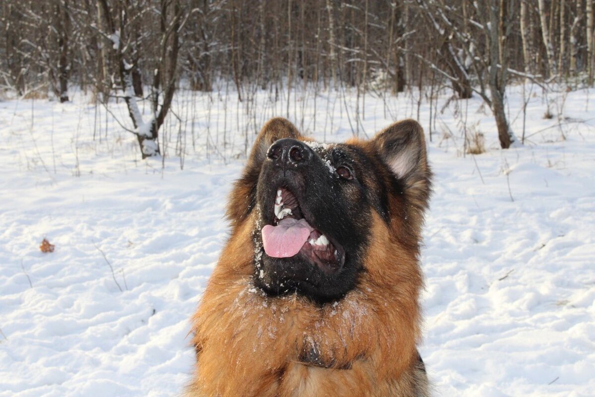 Фото любезно предоставлено питомником Alex Hoff