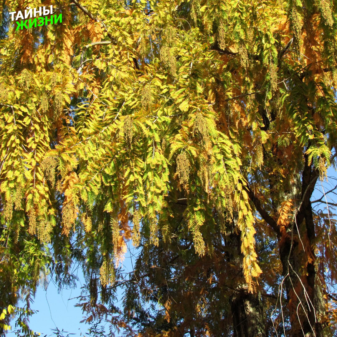 Евгения Волк " Я понимаю, что если бы на этом дереве не было сухих листьев..., то... В нём не было бы этой красоты"