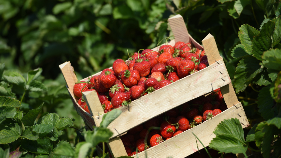                                                                     Уборка урожая 