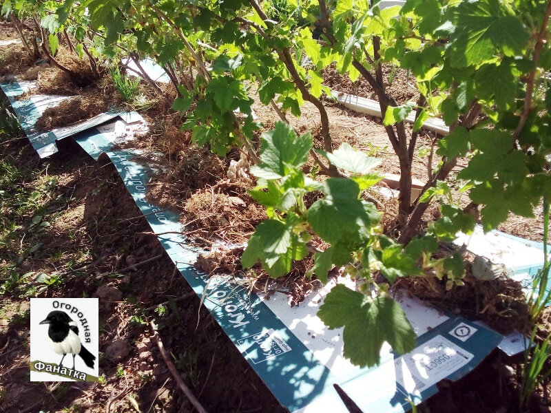 Рано весной я укрыла почву с двух сторон от кустов смородины картоном