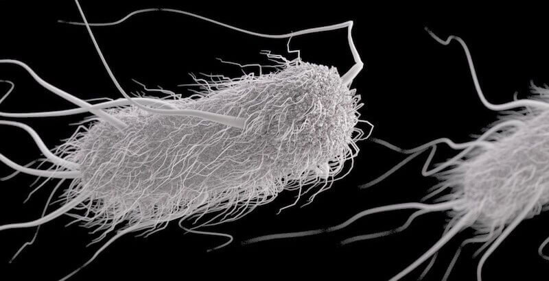 Бактерия эшхериоз, в простонародье  кишечная палочка.