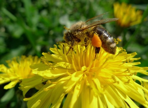 В пчелином меде содержатся практически все химические элементы, которые необходимы для нормального функционирования нашего организма. Это цинк, хлор, бор, литий, хром, свинец, титан, олово, никель, алюминий. При этом все эти полезные вещества усваиваются на сто процентов, тогда как полезные вещества мяса усваиваются на девяносто пять процентов, молока – на девяносто один процент, а ржаного хлеба – на восемьдесят пять процентов. По питательности 200 г меда можно приравнять к 450г рыбьего жира, 350г мясного фарша, 240г ядрам грецкого ореха.

В старину мед заготавливали в больших количествах, он был обычным продуктом питания. Отсутствие меда в семье было признаком крайней бедности.
Рождается мед из цветочного нектара. В старину нектар называли «улыбкой матери».

Мёд – это продукт переработки пчелами собираемого цветкового нектара или пади. Пчела добавляет к нектару секрет своей железы, который содержит антибиотические вещества и фермент, с помощью которого сахароза превращается в глюкозу и фруктозу. В улье продолжается переработка нектара в мед, пчелы испаряют из нектара лишнюю воду, а затем запечатывают медовые ячейки. Чтобы получить один килограмм меда, пчелы должны собрать три-четыре килограмма нектара, при этом налетать много километров.
