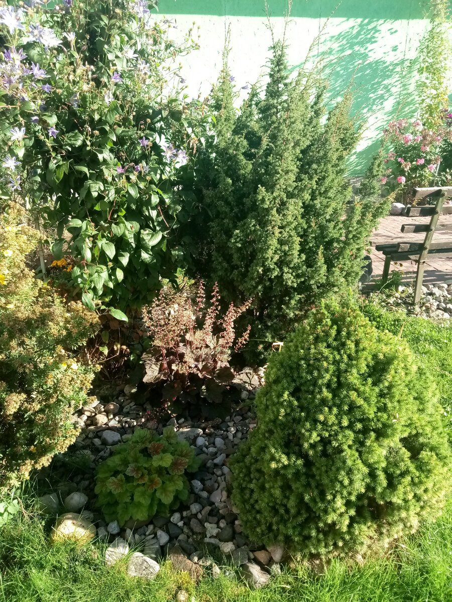 Эта клумба старая,  хвойники очень выросли,  планирую ее увеличить в следующем году