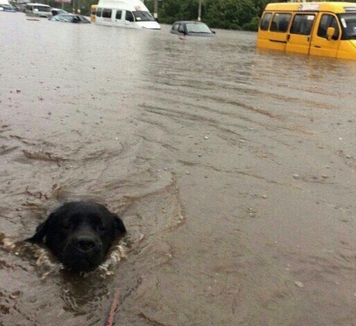 Плавать все умеют?